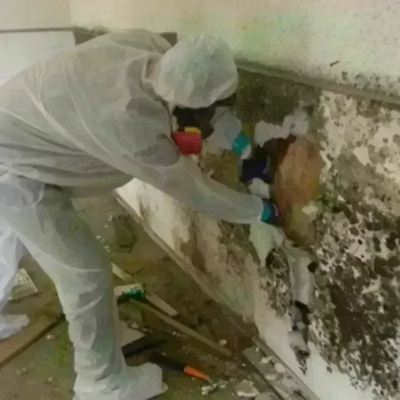 Mold Remediation and Removal in Allendale, SC